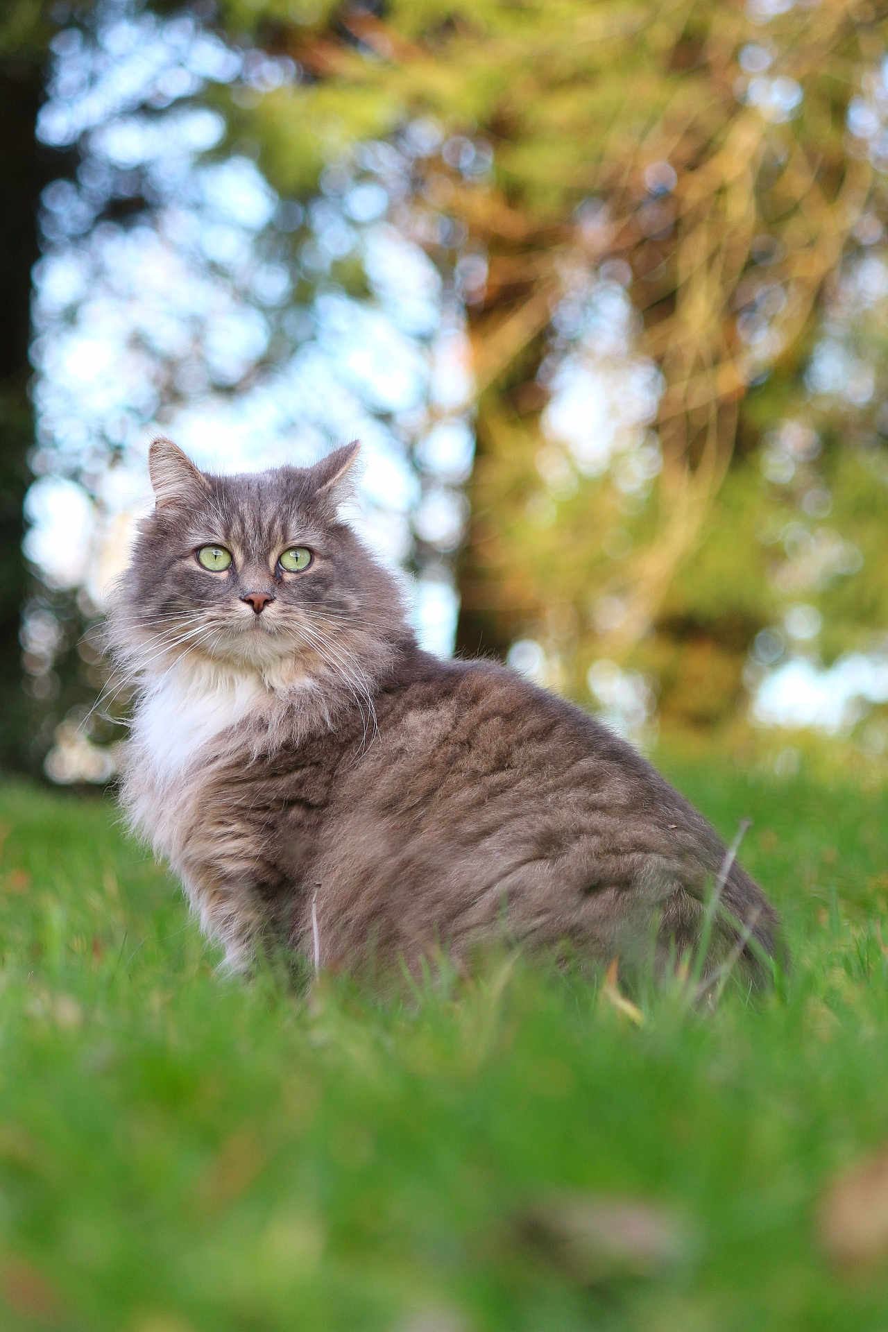 Tchoupi participe au concours pour gagner de l'argent avec cette photo : animal, cat, closeup, cute, daylight, feline, fluffy, fur, grass, gray_cat, green_eyes, mammal, nature, outdoor, pet, portrait, serene, sitting, whiskers, wildlife
