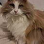 Mila participe au concours pour gagner de l'argent avec cette photo : cat, fluffy, long_hair, green_eyes, pet, animal, feline, whiskers, ears, nose, fur, domestic_cat, cute, mammal, indoor, blanket, resting, looking, portrait, soft