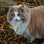 Mila participe au concours pour gagner de l'argent avec cette photo : cat, fluffy, autumn, leaves, outdoor, green_eyes, nature, animal, portrait, fall, feline, mammal, grass, brown, white, orange, soft_fur, wildlife, closeup, peaceful