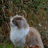 Mila participe au concours pour gagner de l'argent avec cette photo : cat, fluffy, outdoor, grass, leaves, nature, animal, fur, calm, serene, wildlife, pet, mammal, profile, brown, white, sitting, closeup, background, soft