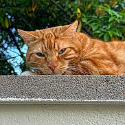 Miami a rejoint le concours — aidez-le/la à gagner de superbes lots ! cat, ginger_cat, animal, pet, relaxed, sleepy, outdoor, concrete_wall, texture, feline, whiskers, ears, nature, greenery, leaf, daylight, closeup, mammal, resting, portrait