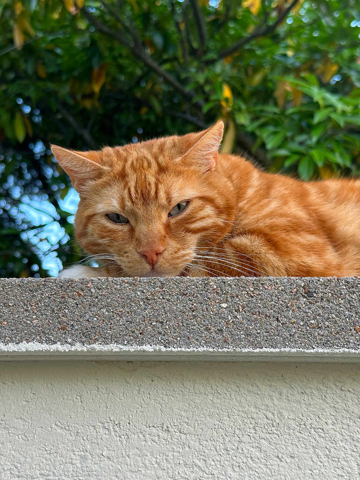 Miami a rejoint le concours — aidez-le/la à gagner de superbes lots ! cat, ginger_cat, animal, pet, relaxed, sleepy, outdoor, concrete_wall, texture, feline, whiskers, ears, nature, greenery, leaf, daylight, closeup, mammal, resting, portrait
