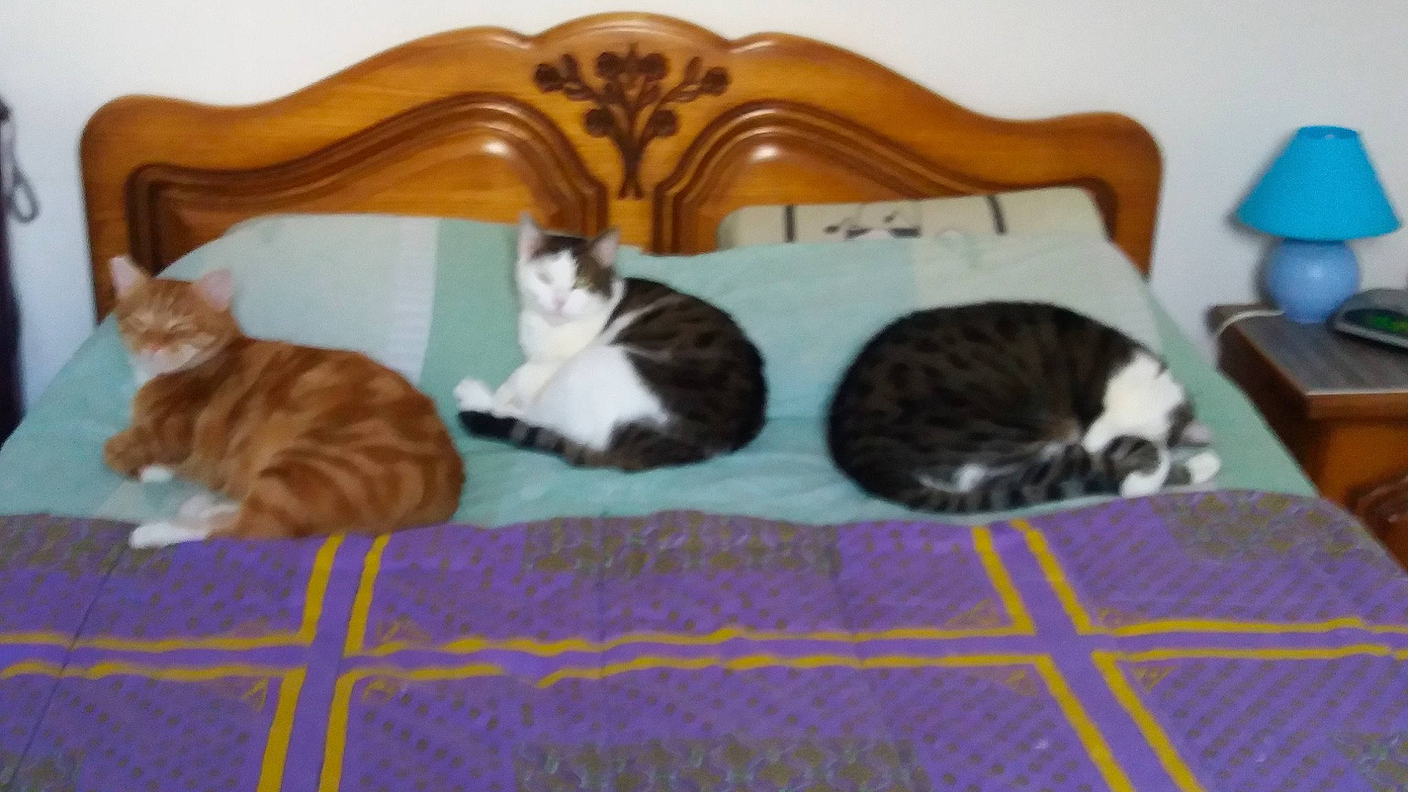 Rouquin participe au concours pour gagner de l'argent avec cette photo : carnivore, cat, cat_supply, comfort, domestic_short_haired_cat, felidae, flooring, fur, hardwood, linens, mammal, mat, pattern, pet_supply, room, small_to_medium_sized_cats, tail, vertebrate, whiskers, wood