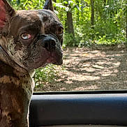 Pepper joined the competition — help win amazing prizes! animal, blue_eye, brindle, brown_eye, car_door, car_interior, close_up, dappled_light, daylight, dog, forest, french_bulldog, nature, notebook, outdoor, pet, portrait, sunlight, trees, window
