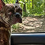 animal, blue_eye, brindle, brown_eye, car_door, car_interior, close_up, dappled_light, daylight, dog, forest, french_bulldog, nature, notebook, outdoor, pet, portrait, sunlight, trees, window