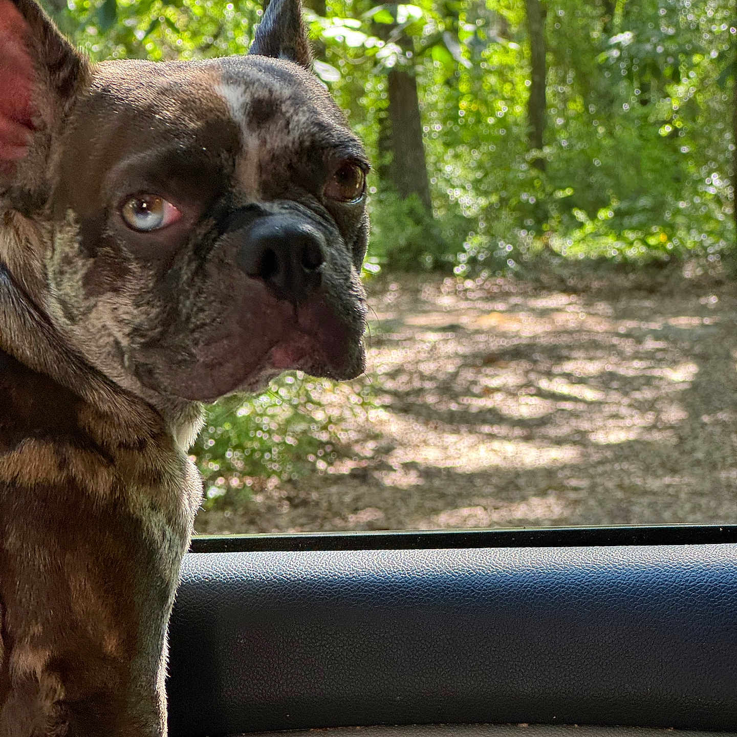 Pepper joined the competition — help win amazing prizes! animal, blue_eye, brindle, brown_eye, car_door, car_interior, close_up, dappled_light, daylight, dog, forest, french_bulldog, nature, notebook, outdoor, pet, portrait, sunlight, trees, window