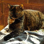 Gizmo is registered to the contest to win money with this photo: cat, tortoiseshell, animal, pet, feline, resting, indoor, blanket, patterned_blanket, wooden_furniture, cozy, fur, whiskers, ears, green_eyes, relaxed, home, domestic_animal, laying_down, comfortable