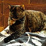 cat, tortoiseshell, animal, pet, feline, resting, indoor, blanket, patterned_blanket, wooden_furniture, cozy, fur, whiskers, ears, green_eyes, relaxed, home, domestic_animal, laying_down, comfortable