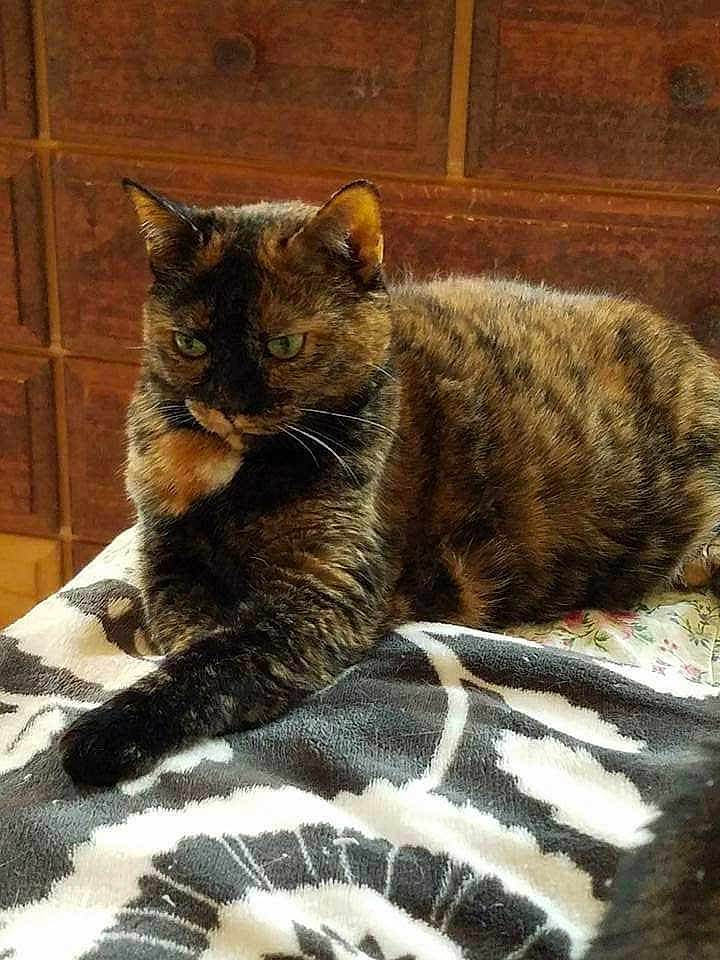 Gizmo is registered to the contest to win money with this photo: cat, tortoiseshell, animal, pet, feline, resting, indoor, blanket, patterned_blanket, wooden_furniture, cozy, fur, whiskers, ears, green_eyes, relaxed, home, domestic_animal, laying_down, comfortable