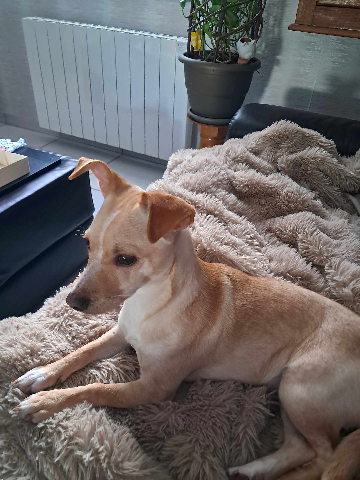 Aika participe au concours pour gagner de l'argent avec cette photo : dog, small_dog, blanket, plush_blanket, couch, living_room, indoor, pet, fur, paws, ear, nose, portrait, relaxed, cozy, plant_pot, radiator, sofa, gaze, looking_left