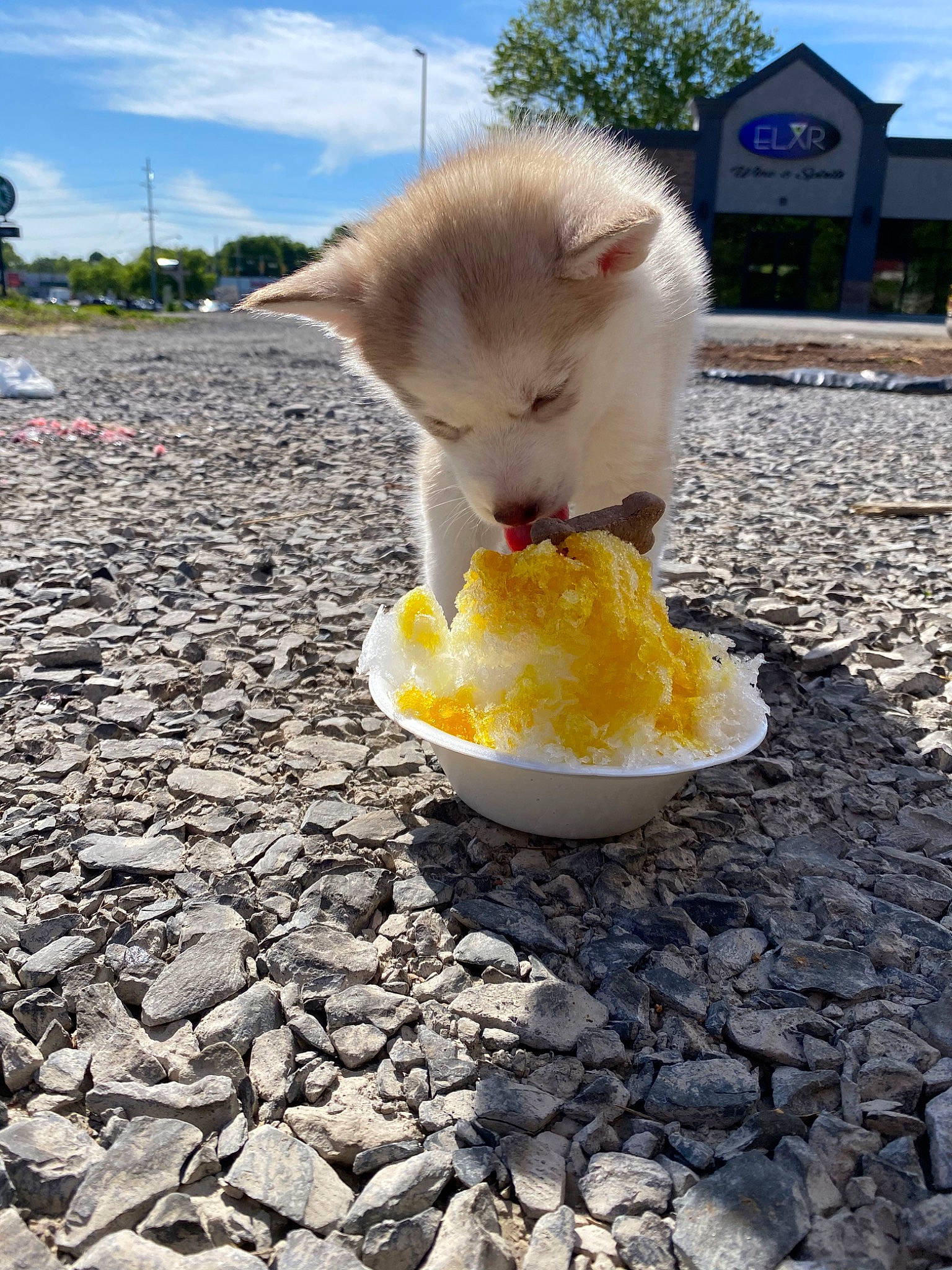 Rey is registered to the contest to win money with this photo: canidae, cuisine, eating, food