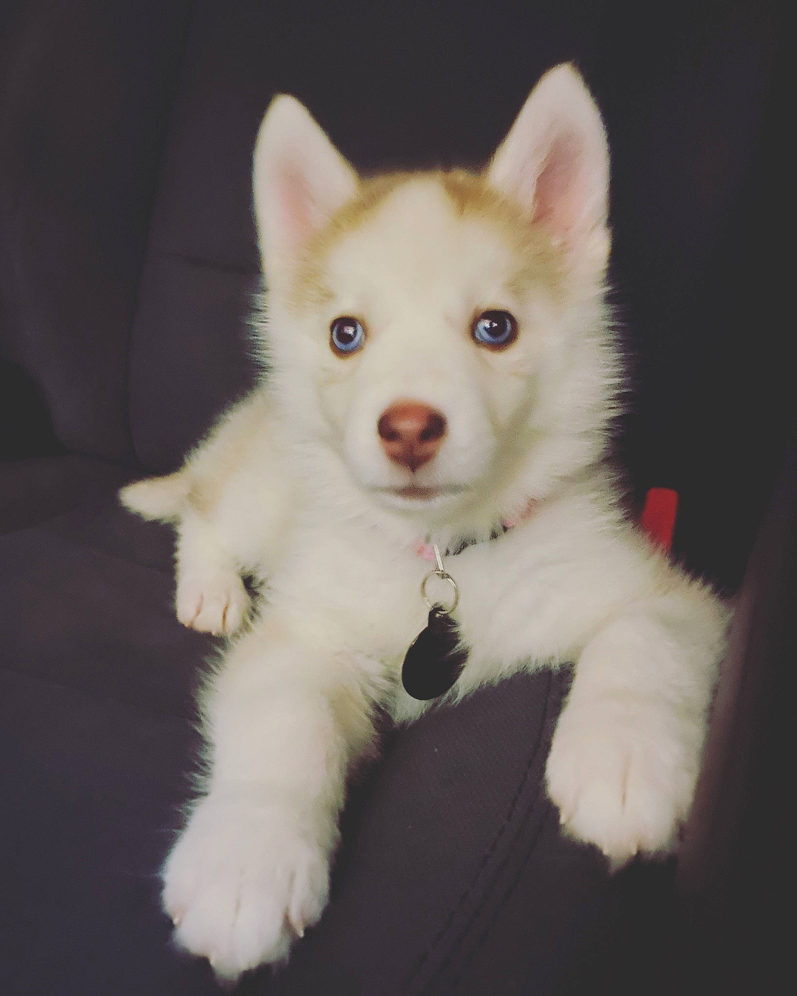 Rey joined the competition — help win amazing prizes! berger_blanc_suisse, canadian_eskimo_dog, canidae, carnivore, dog, dog_breed, eye, greenland_dog, indian_spitz, mammal, nose, puppy, rare_breed_dog, sakhalin_husky, siberian_husky, skin, sled_dog, vertebrate, white_shepherd, wolfdog