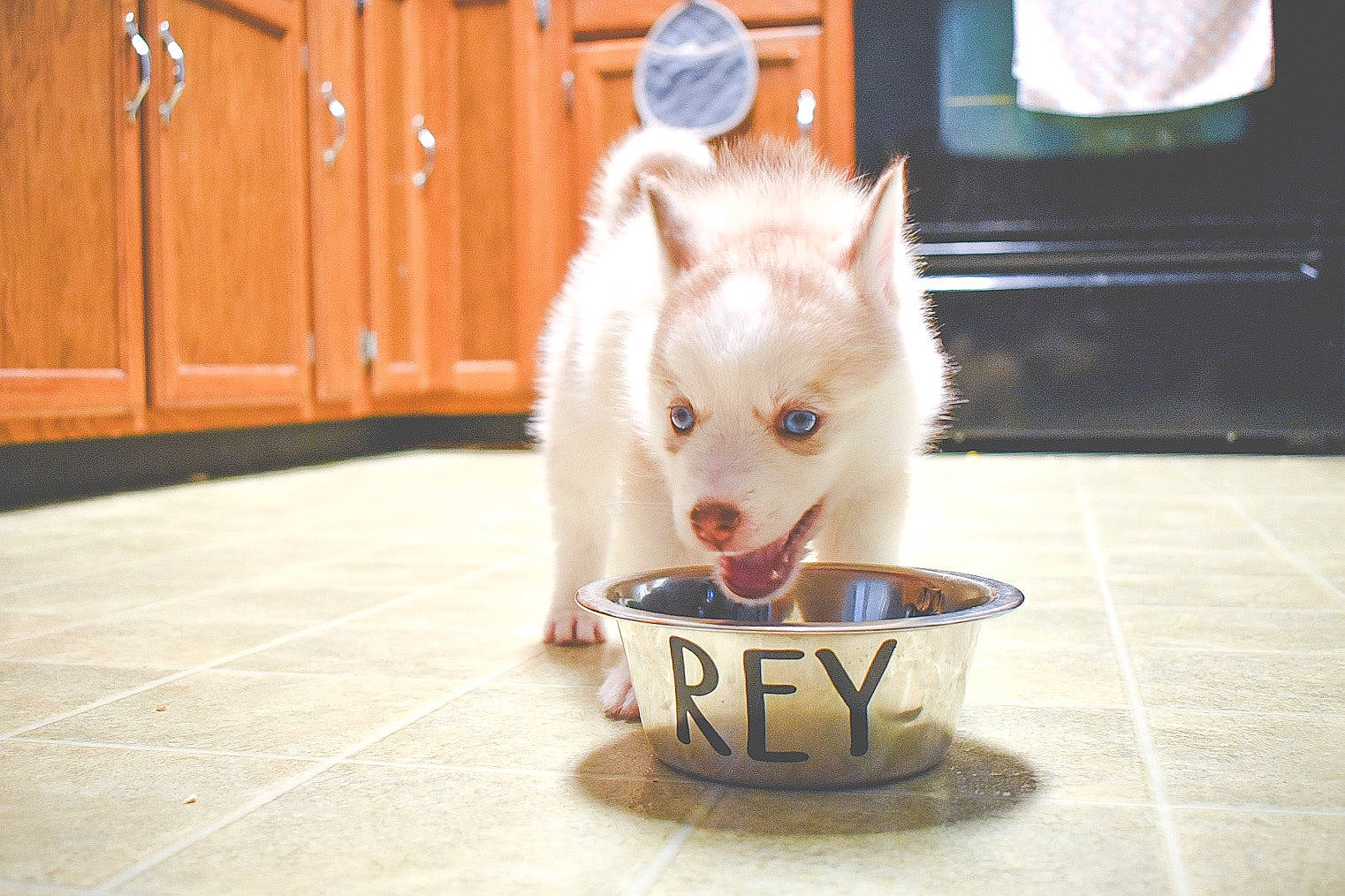 Rey is registered to the contest to win money with this photo: american_eskimo_dog, canidae, carnivore, companion_dog, dog, dog_breed, german_spitz, german_spitz_mittel, japanese_spitz, mammal, non_sporting_group, norwegian_buhund, pomeranian, puppy, samoyed, spitz, vertebrate, volpino_italiano, west_highland_white_terrier