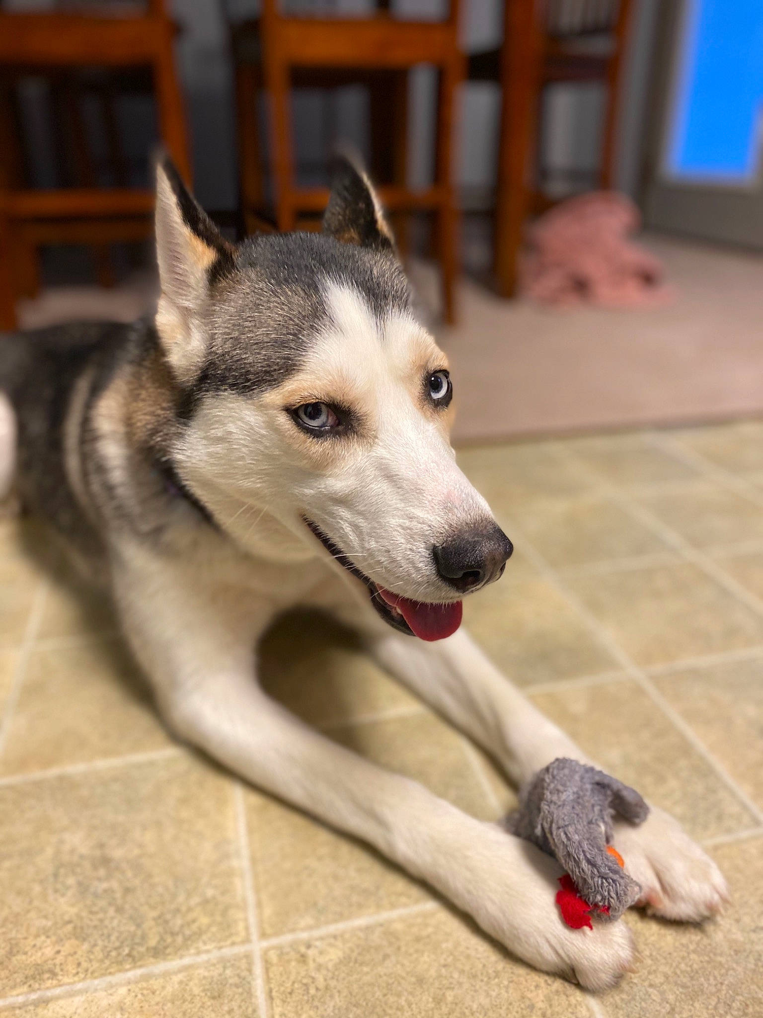 Luna joined the competition — help win amazing prizes! canidae, carnivore, dog, dog_breed, jamthund, mammal, native_american_indian_dog, northern_inuit_dog, rare_breed_dog, saarloos_wolfdog, sakhalin_husky, seppala_siberian_sleddog, siberian_husky, sled_dog, snout, sporting_group, tamaskan_dog, vertebrate, whiskers, wolfdog