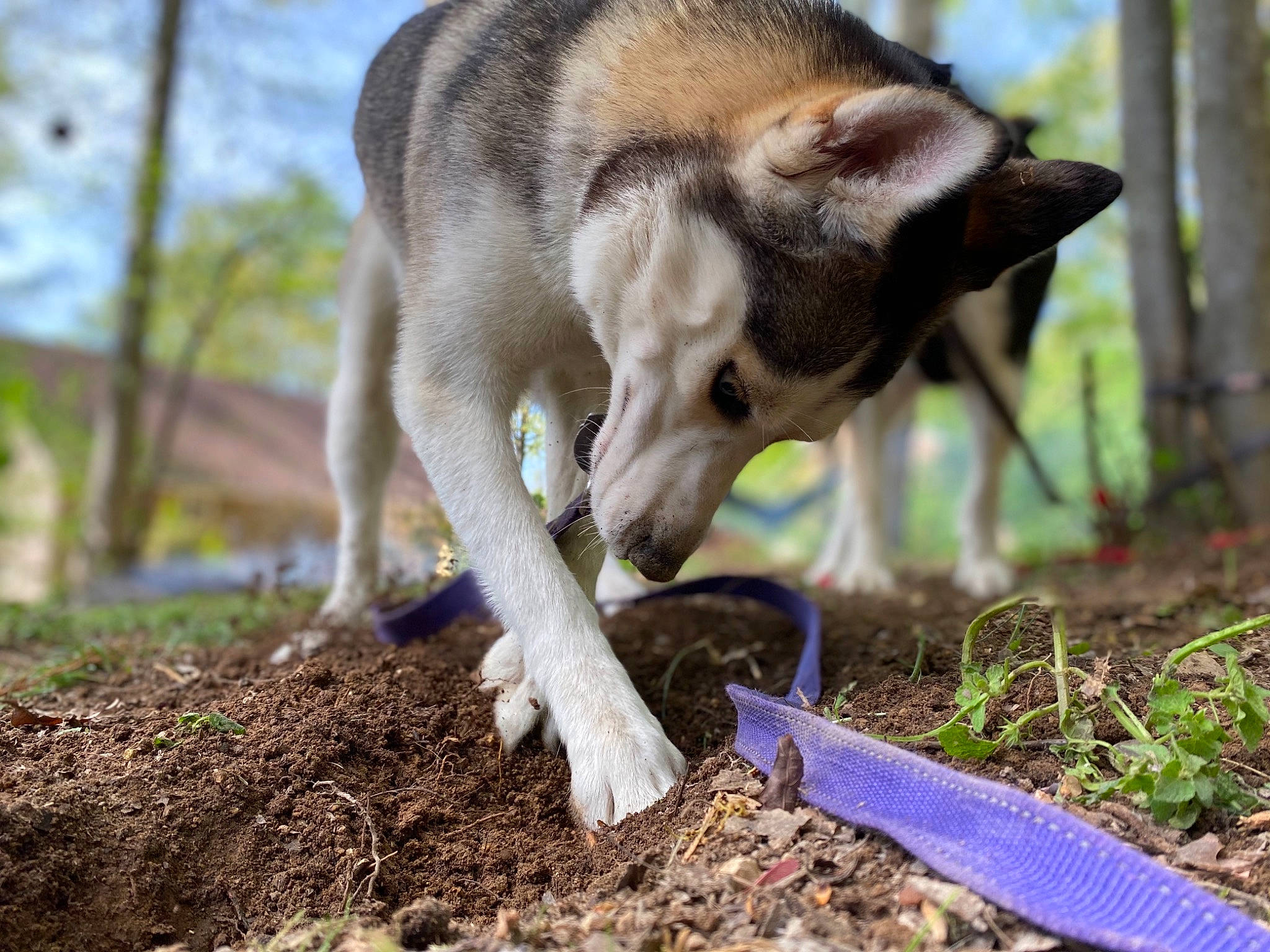 Luna joined the competition — help win amazing prizes! canidae, carnivore, czechoslovakian_wolfdog, dog, dog_breed, fawn, grass, leaf, nose, plant, saarloos_wolfdog, snout, soil, tree, wolfdog
