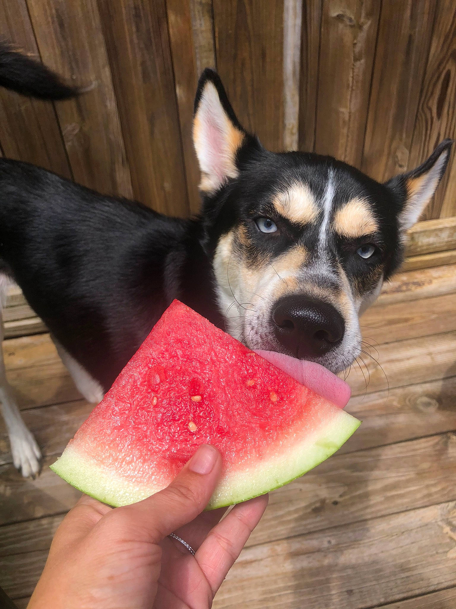 Blaze joined the competition — help win amazing prizes! _and_melon_family, _gourd, alaskan_malamute, canidae, carnivore, citrullus, cucumber, dog, dog_breed, eye, fruit, jaw, mammal, melon, nose, organ, plant, rare_breed_dog, siberian_husky, snout