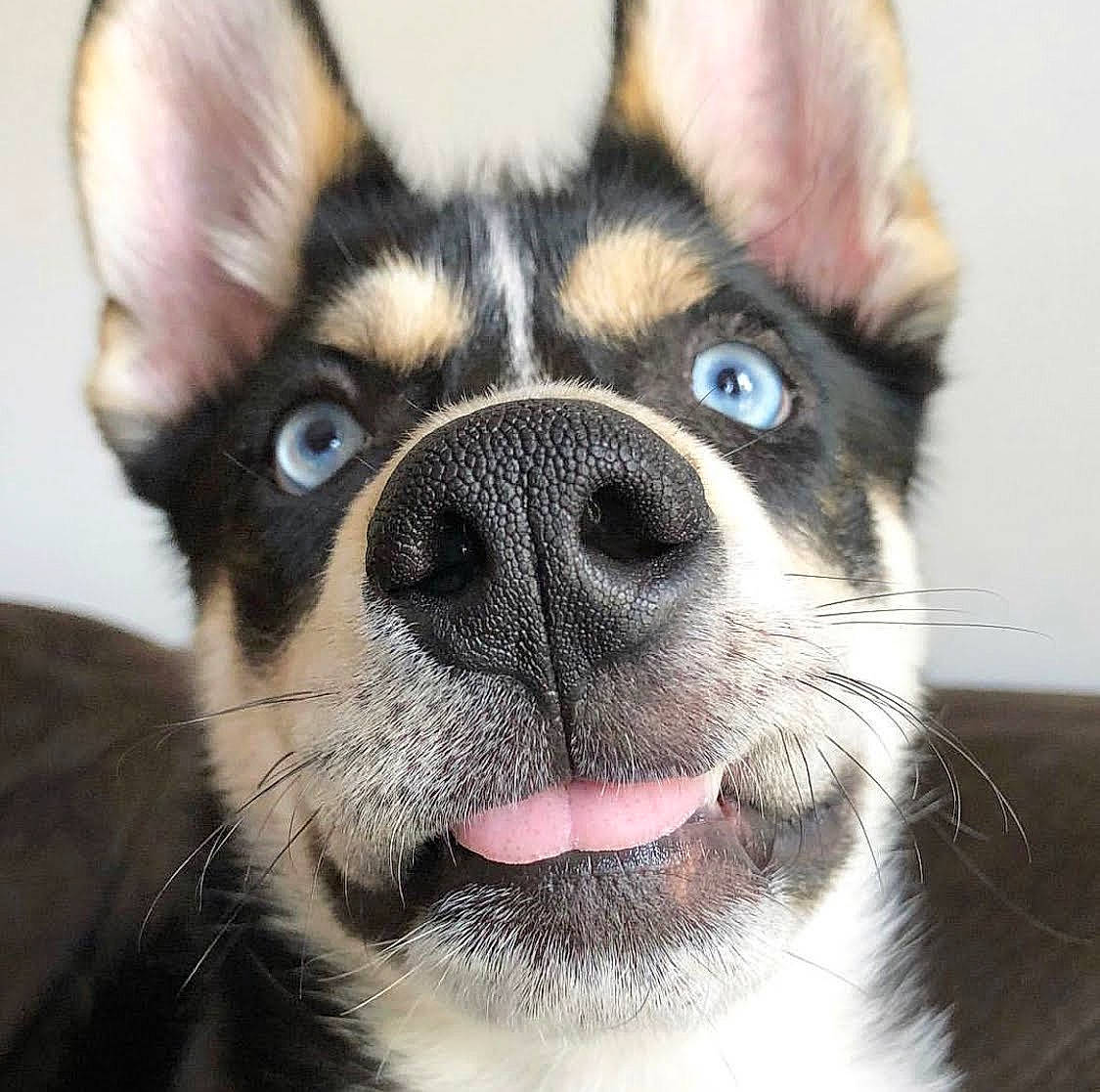 Blaze is registered to the contest to win money with this photo: canidae, carnivore, close_up, companion_dog, dog, dog_breed, ear, eye, fur, head, jaw, lapponian_herder, mammal, nose, organ, siberian_husky, snout, sporting_group, vertebrate, whiskers