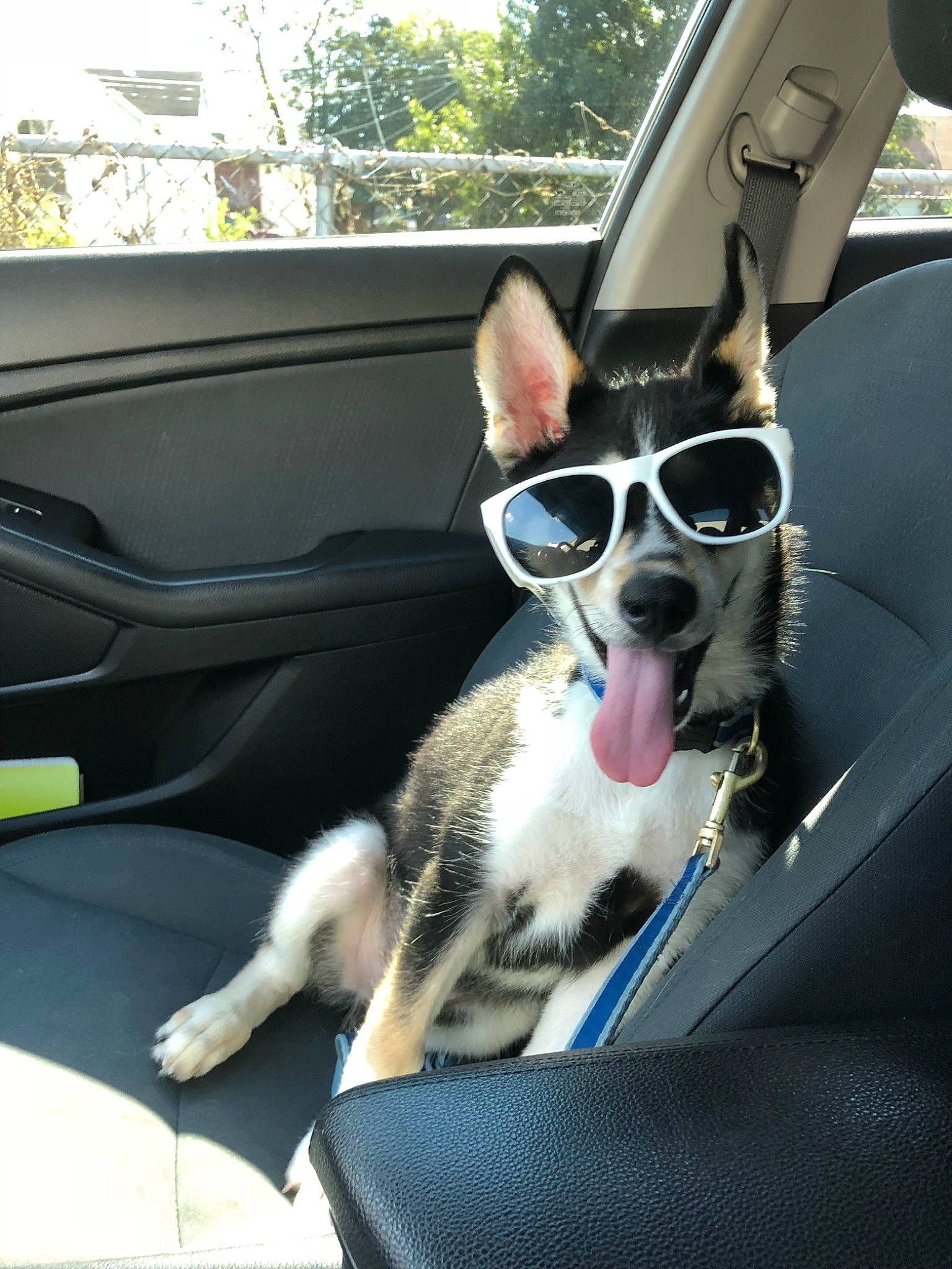 Blaze joined the competition — help win amazing prizes! auto_part, automotive_exterior, boston_terrier, canidae, car, car_seat, car_seat_cover, carnivore, dog, dog_breed, driving, eyewear, glasses, mode_of_transport, seat_belt, snout, sporting_group, sunglasses, vehicle, vehicle_door