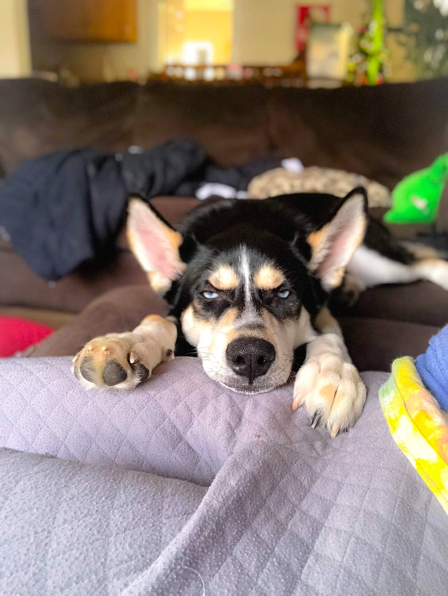 Blaze is registered to the contest to win money with this photo: alaskan_malamute, canidae, carnivore, dog, dog_breed, labrador_husky, mammal, puppy, rare_breed_dog, rat_terrier, siberian_husky, sled_dog, snout, sporting_group, vertebrate, wolfdog