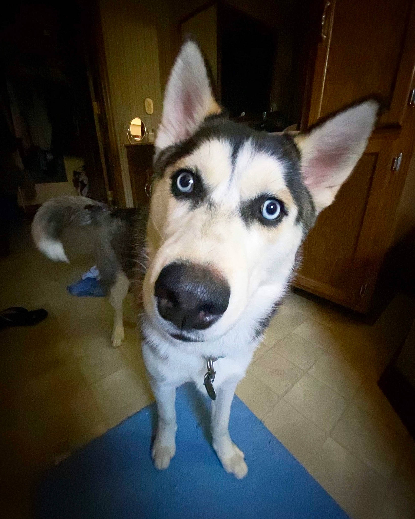 Buddha is registered to the contest to win money with this photo: alaskan_malamute, canidae, carnivore, dog, dog_breed, eye, head, labrador_husky, mammal, native_american_indian_dog, northern_inuit_dog, nose, sakhalin_husky, seppala_siberian_sleddog, siberian_husky, sled_dog, snout, tamaskan_dog, vertebrate, wolfdog