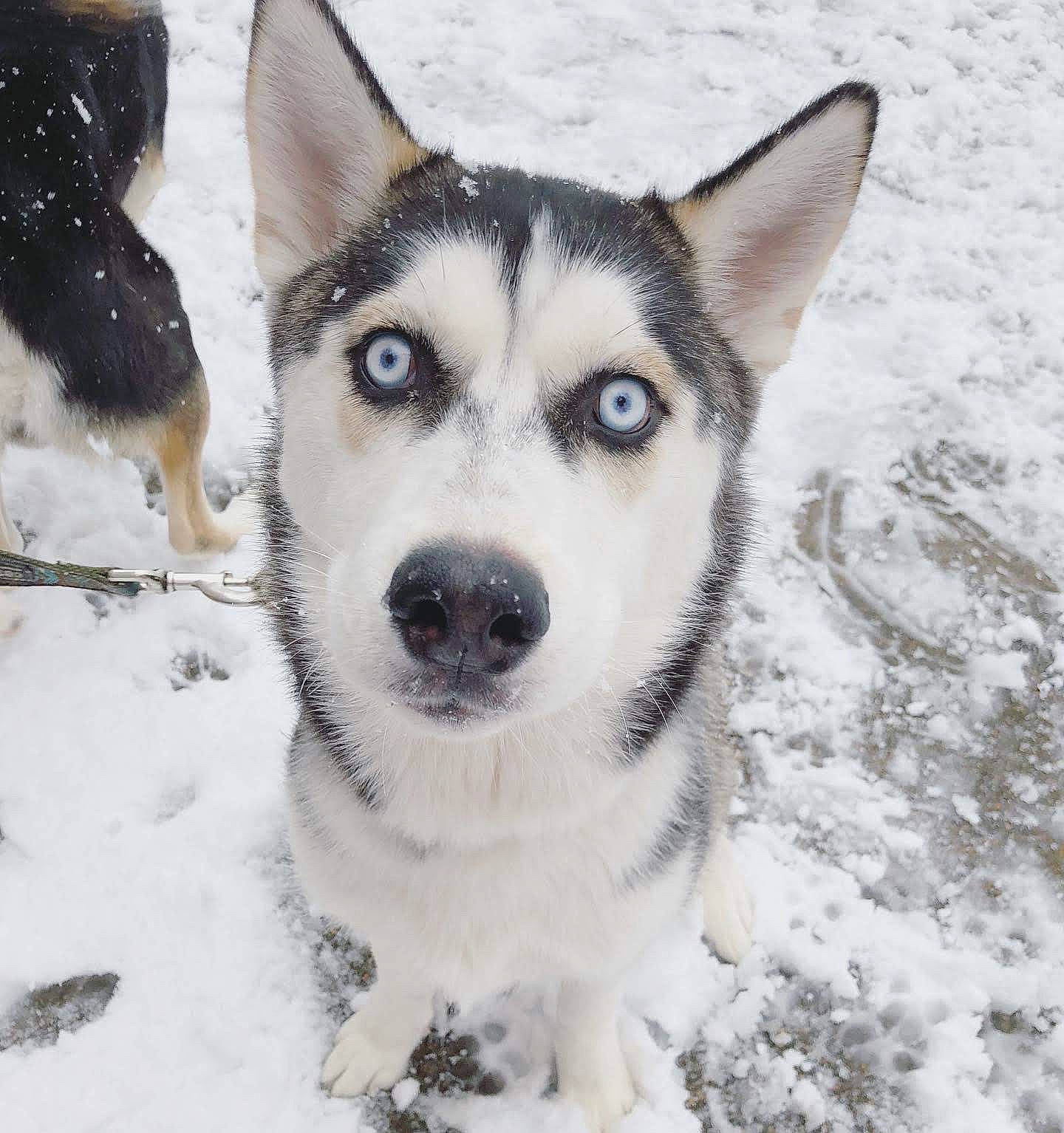 Buddha joined the competition — help win amazing prizes! alaskan_malamute, canadian_eskimo_dog, canidae, carnivore, dog, dog_breed, greenland_dog, jamthund, mammal, native_american_indian_dog, northern_inuit_dog, saarloos_wolfdog, sakhalin_husky, seppala_siberian_sleddog, siberian_husky, sled_dog, snow, tamaskan_dog, vertebrate, wolfdog