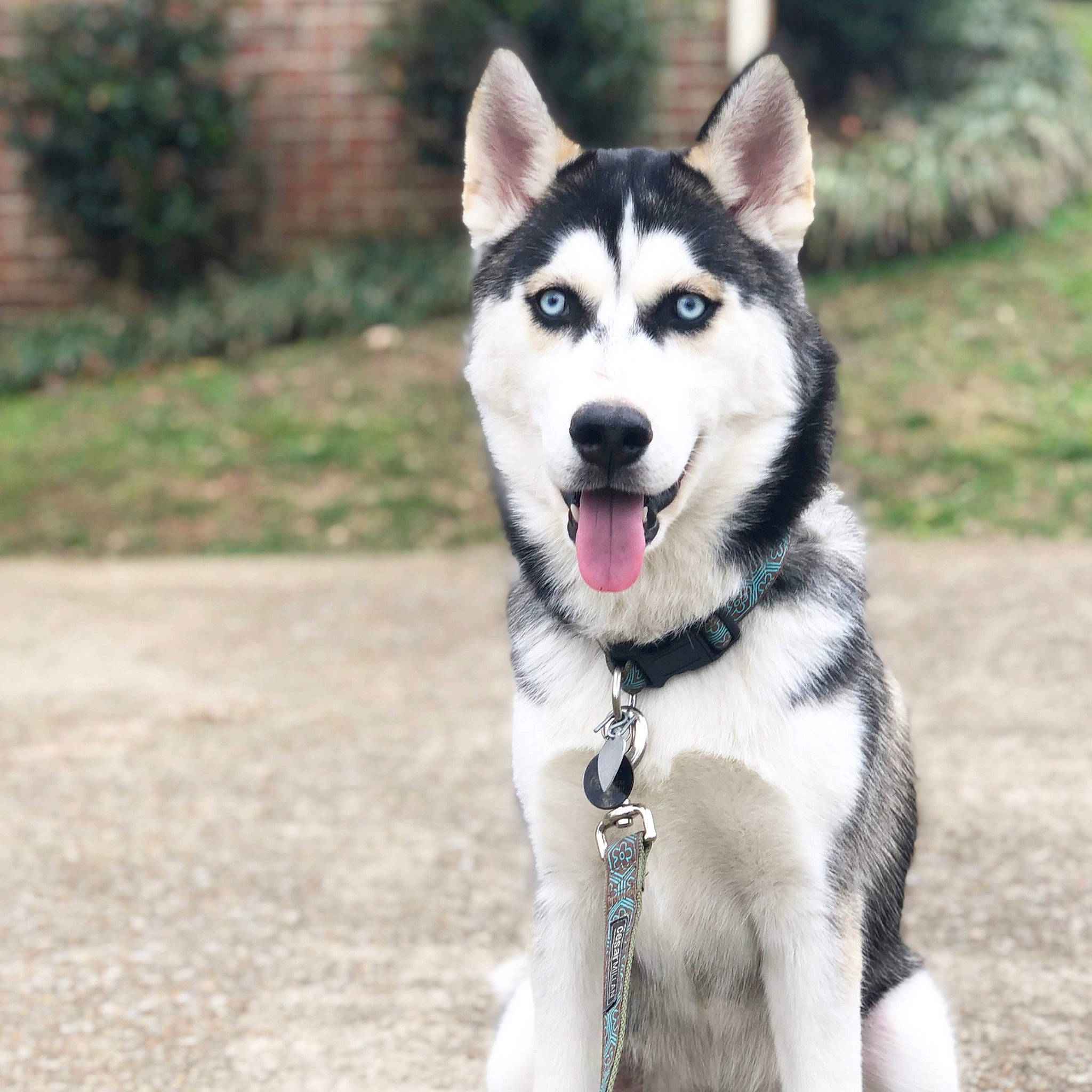Buddha joined the competition — help win amazing prizes! alaskan_klee_kai, alaskan_malamute, canadian_eskimo_dog, canidae, carnivore, dog, dog_breed, east_siberian_laika, labrador_husky, mammal, miniature_siberian_husky, native_american_indian_dog, northern_inuit_dog, sakhalin_husky, seppala_siberian_sleddog, siberian_husky, sled_dog, tamaskan_dog, vertebrate, wolfdog
