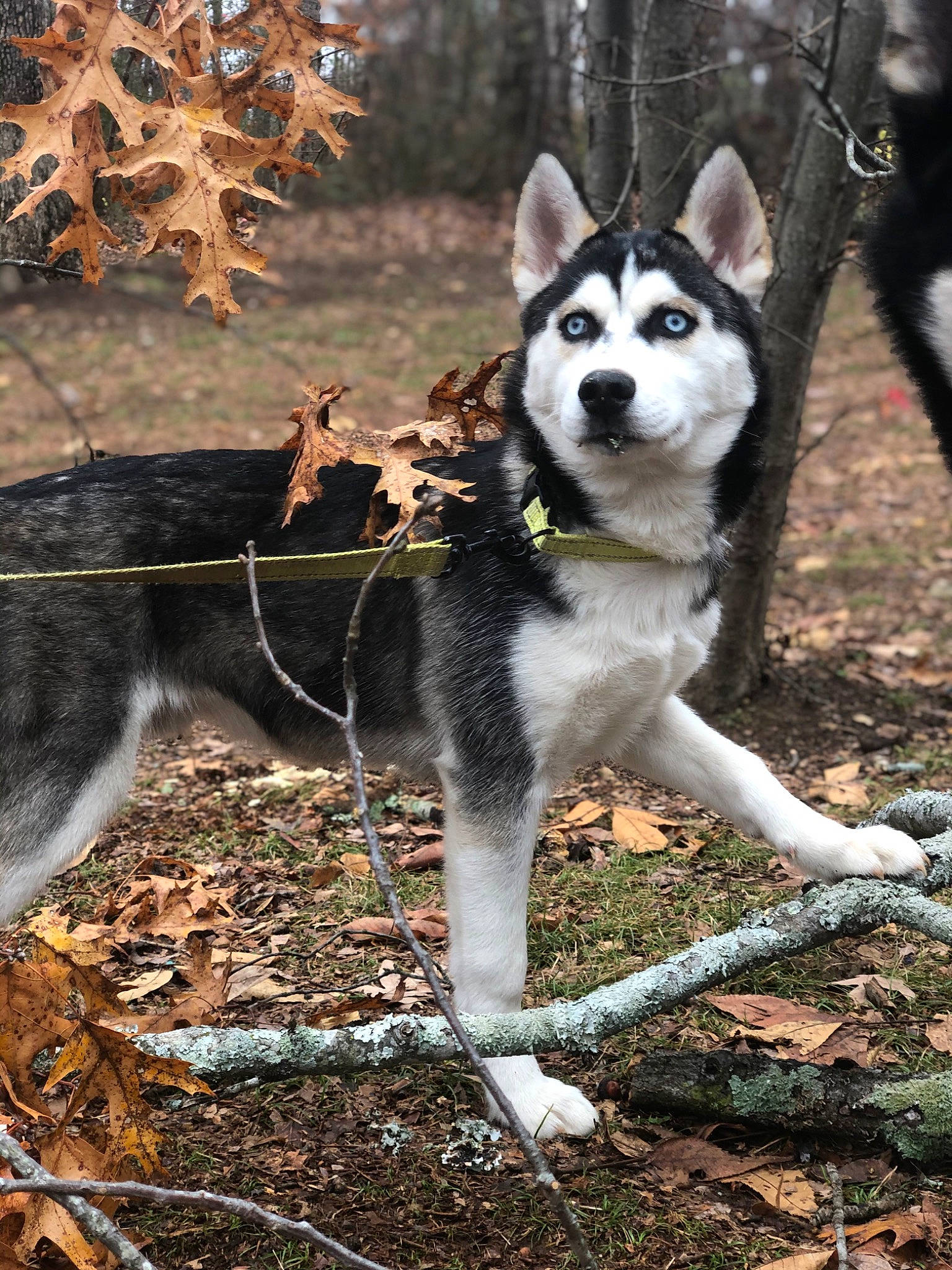 Buddha is registered to the contest to win money with this photo: alaskan_malamute, canidae, carnivore, dog, dog_breed, east_siberian_laika, greenland_dog, jamthund, mammal, native_american_indian_dog, northern_inuit_dog, saarloos_wolfdog, sakhalin_husky, seppala_siberian_sleddog, siberian_husky, sled_dog, tamaskan_dog, vertebrate, west_siberian_laika, wolfdog