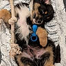 Bounty a rejoint le concours — aidez-le/la à gagner de superbes lots ! puppy, dog, toy, rope_toy, chew_toy, blanket, fur, sleepy, pet, cute, animal, resting, cozy, paw, lying_down, black_fur, brown_fur, white_fur, indoor, relaxed