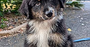 Bounty a rejoint le concours — aidez-le/la à gagner de superbes lots ! puppy, dog, outdoor, greenery, fur, cute, pet, animal, sitting, portrait, nature, curious, young, fluffy, black, brown, white, adorable, eyes, head_tilt