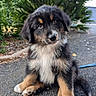 puppy, dog, outdoor, greenery, fur, cute, pet, animal, sitting, portrait, nature, curious, young, fluffy, black, brown, white, adorable, eyes, head_tilt