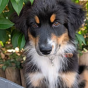 Bounty a rejoint le concours — aidez-le/la à gagner de superbes lots ! dog, puppy, tricolor, fur, pet, animal, outdoor, greenery, leaves, nature, cute, portrait, collar, closeup, young, fluffy, brown_eyes, black_fur, white_fur, tan_fur