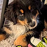 Bounty participe au concours pour gagner de l'argent avec cette photo : puppy, dog, toy, plush_toy, carpet, indoor, cute, fluffy, pet, animal, black_fur, brown_fur, white_fur, close_up, face, nose, ears, laying_down, soft_texture, playful