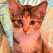 Cali is registered to the contest to win money with this photo: kitten, cat, pet, animal, closeup, portrait, feline, young, cute, whiskers, ears, fur, eyes, indoor, colorful_background, texture, soft, domestic_animal, curious, small
