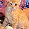 animal, bedding, blanket, blue_eyes, cat, close_up, colorful_background, curious, cute, ears, fluffy, furry, indoors, kitten, orange_fur, paws, pet, portrait, sitting, whiskers