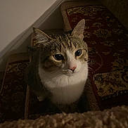 Flash is registered to the contest to win money with this photo: animal, carpet, cat, closeup, cozy, curious, dim_light, domestic, ears, feline, fur, home, indoor, looking_up, pet, quiet, staircase, stairs, tabby, whiskers