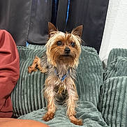 Rolo joined the competition — help win amazing prizes! dog, yorkshire_terrier, small_dog, pet, canine, long_hair, brown_fur, sitting, indoors, couch, blanket, collar, dog_tag, portrait, front_view, looking_at_camera, black_curtains, home, furniture, companion_animal