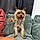 Rolo