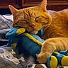 Fletcher is registered to the contest to win money with this photo: cat, orange_cat, sleeping, pet, animal, feline, whiskers, ears, nose, closed_eyes, cuddling, plush_toy, stuffed_animal, blue_toy, yellow_toy, bed, blanket, indoor, cozy, portrait