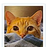 Fletcher joined the competition — help win amazing prizes! cat, orange_cat, tabby, pet, animal, face, eyes, whiskers, ears, peeking, blanket, bed, cozy, indoor, portrait, close_up, sleeping_area, website, screenshot, competition
