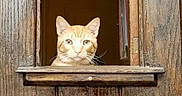 Fletcher is registered to the contest to win money with this photo: cat, ginger_cat, animal, pet, feline, window, wooden_window, rustic, weathered_wood, indoors, portrait, close_up, whiskers, ears, green_eyes, orange_fur, looking_at_camera, window_sill, warm_lighting, symmetrical_composition