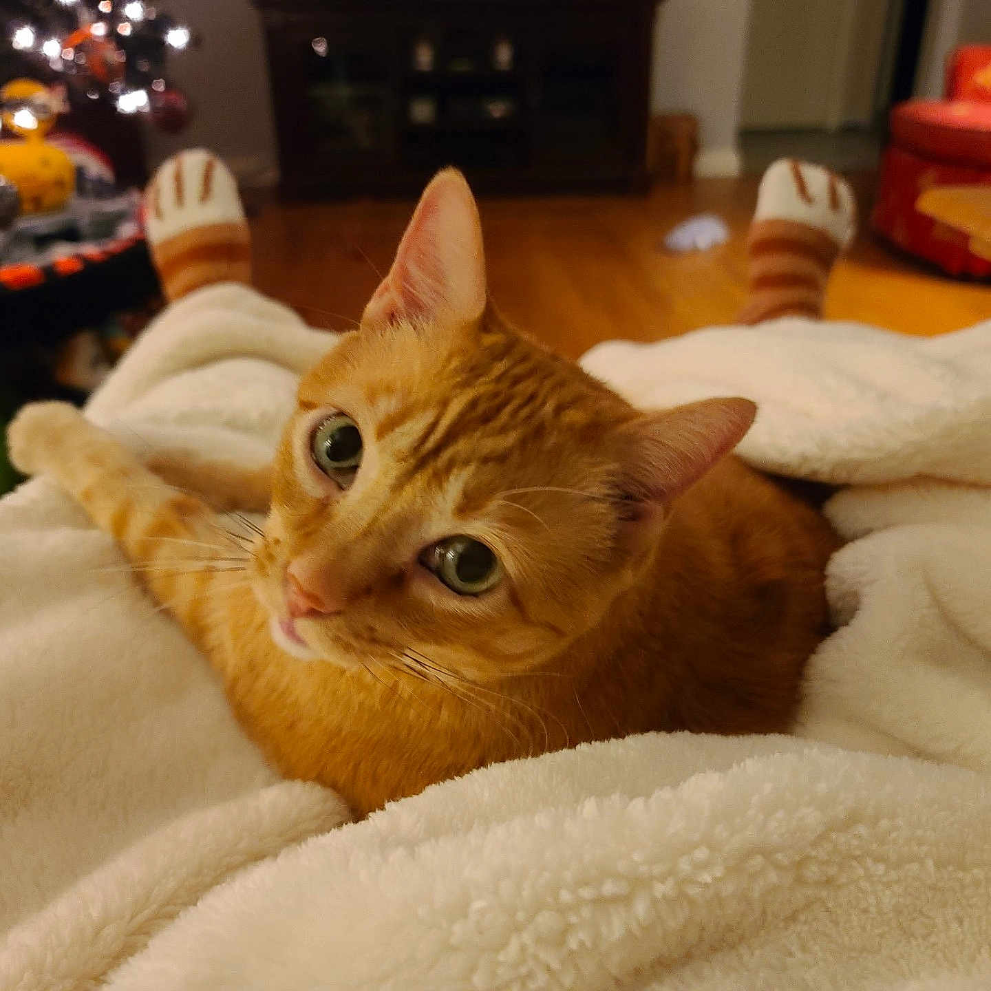 Fletcher joined the competition — help win amazing prizes! cat, orange_cat, tabby, pet, animal, feline, whiskers, green_eyes, ears, fur, lying_down, blanket, cozy, indoors, living_room, christmas_tree, festive, home, portrait, closeup