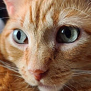 Fletcher joined the competition — help win amazing prizes! cat, orange_tabby, close_up, portrait, face, eyes, green_eyes, pink_nose, whiskers, fur, striped_fur, pet, animal, indoors, direct_gaze, alert, cute, detailed, photography, black_border