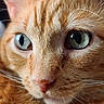 cat, orange_tabby, close_up, portrait, face, eyes, green_eyes, pink_nose, whiskers, fur, striped_fur, pet, animal, indoors, direct_gaze, alert, cute, detailed, photography, black_border