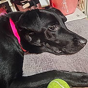 Gypsy is registered to the contest to win money with this photo: dog, black_dog, tennis_ball, collar, blanket, denim, leg, indoor, resting, pet, household_items, shelf, container, pink_collar, paw, closeup, fur, relaxed, toy, domestic