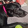 dog, black_dog, tennis_ball, collar, blanket, denim, leg, indoor, resting, pet, household_items, shelf, container, pink_collar, paw, closeup, fur, relaxed, toy, domestic