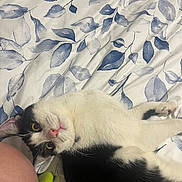 Hunter is registered to the contest to win money with this photo: cat, black_and_white, pet, bed, bedding, leaf_pattern, yellow_eyes, pink_nose, fur, resting, indoor, cozy, human, sock, knee, closeup, animal, relaxation, cute, whiskers