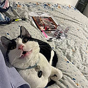 Hunter joined the competition — help win amazing prizes! animal, bed, bedspread, black_and_white, cat, collar, container, cute, domestic, floral_pattern, fur, indoor, pen, pet, playful, resting, surprised_expression, tag, toy, whiskers