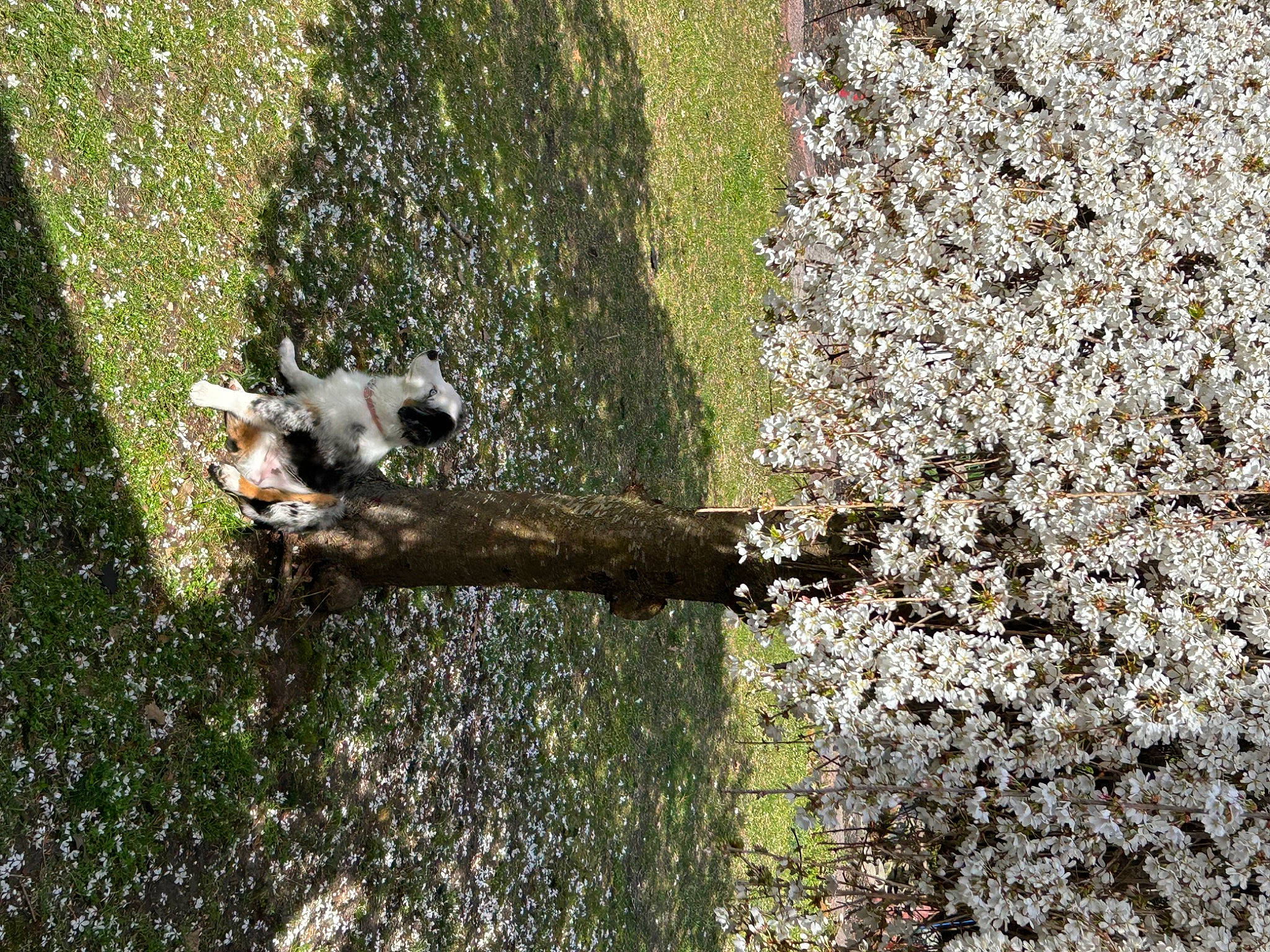 Bluey joined the competition — help win amazing prizes! blossom, branch, carnivore, dog, dog_breed, flower, grass, groundcover, landscape, people_in_nature, plant, shadow, shrub, soil, tail, tree, trunk, twig, wood, woody_plant