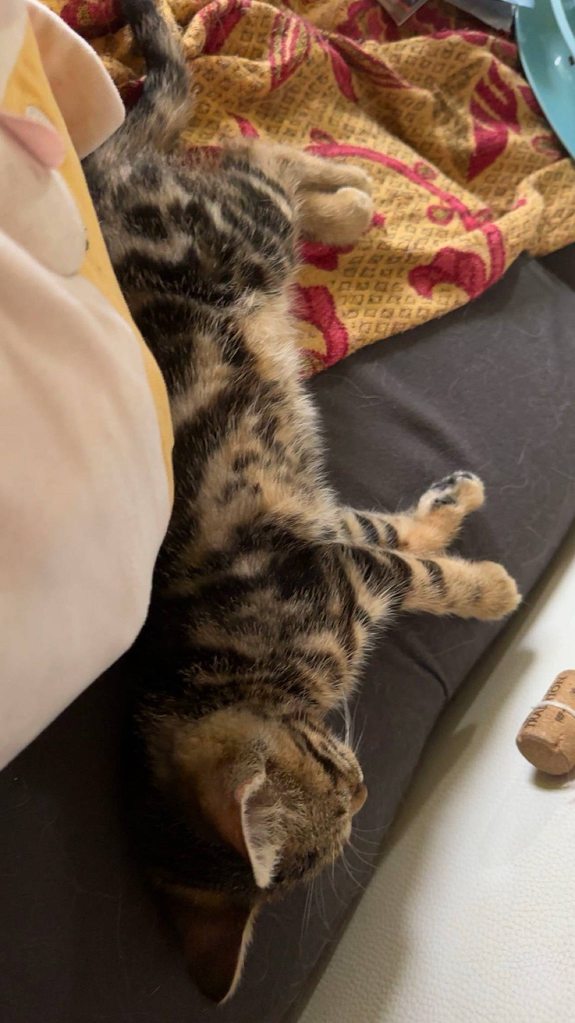 Bella participe au concours pour gagner de l'argent avec cette photo : carnivore, cat, claw, comfort, domestic_short_haired_cat, felidae, fur, linens, paw, small_to_medium_sized_cats, tail, terrestrial_animal, whiskers