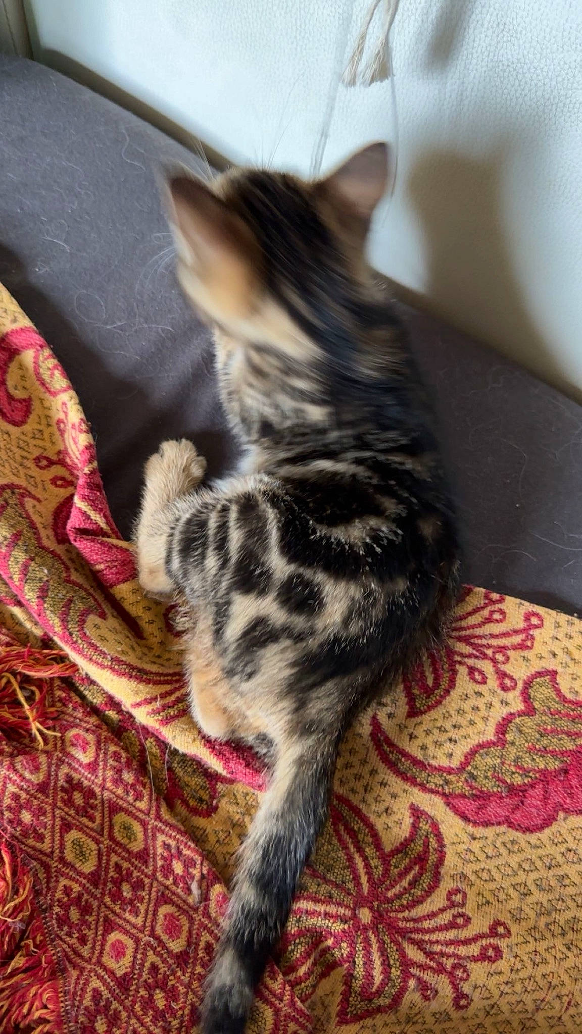 Bella a rejoint le concours — aidez-le/la à gagner de superbes lots ! carnivore, cat, claw, comfort, domestic_short_haired_cat, felidae, fur, paw, small_to_medium_sized_cats, tail, terrestrial_animal, tree, whiskers